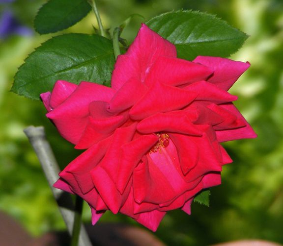 Voluptuous photo vol2012_07230038_zpsb5ee81b2.jpg